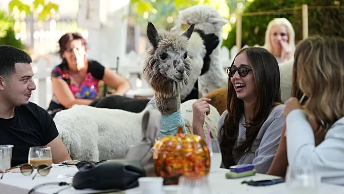 This Serbian cafe lets you enjoy your coffee alongside alpacas